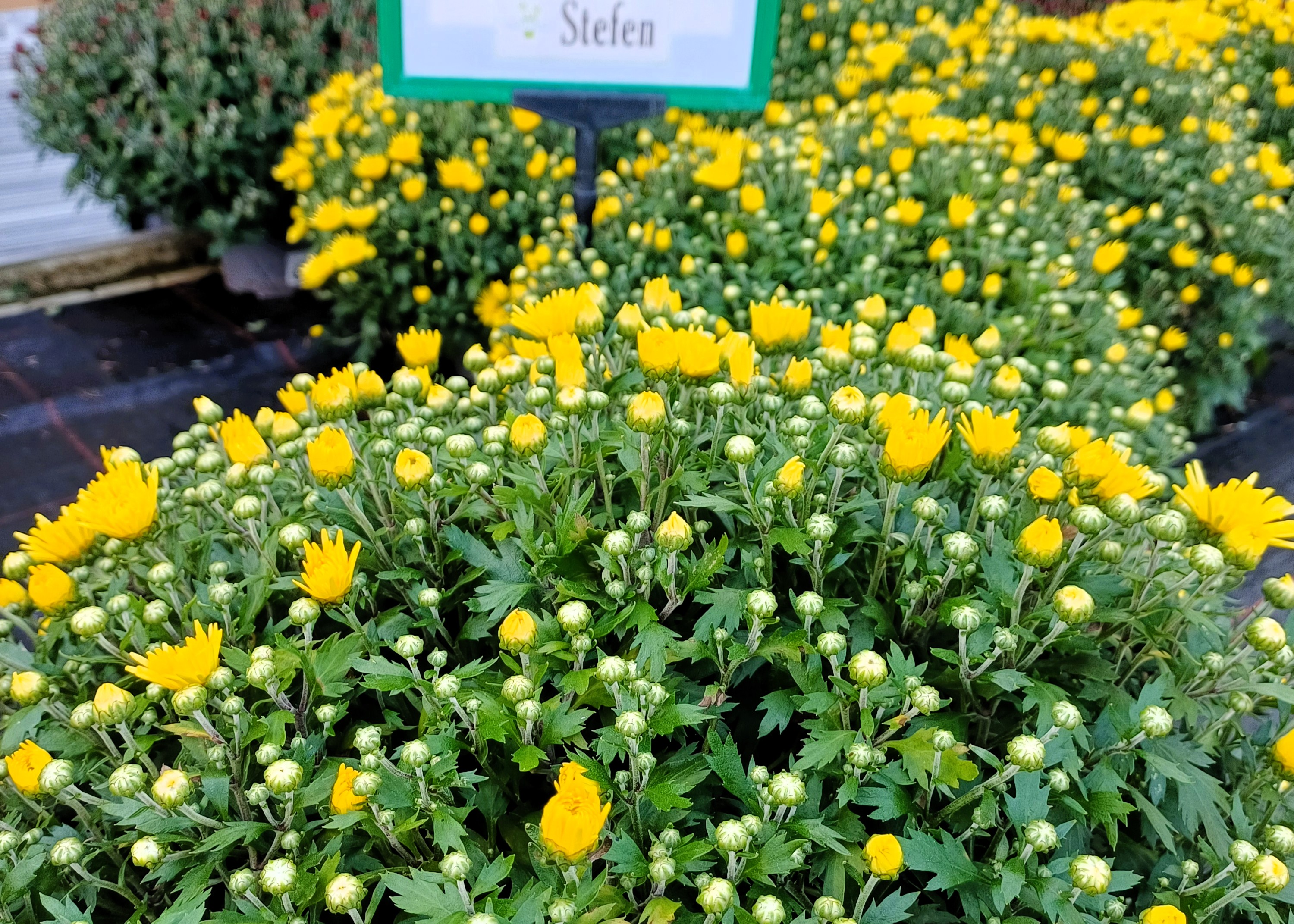 Gärtnerei Stefen Frühlingsmarkt 2026